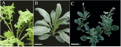 The Molecular Basis of Kale Domestication: Transcriptional Profiling of Developing Leaves Provides New Insights Into the Evolution of a Brassica oleracea Vegetative Morphotype